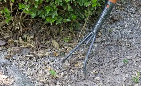 Удобрение самшита роговой стружкой