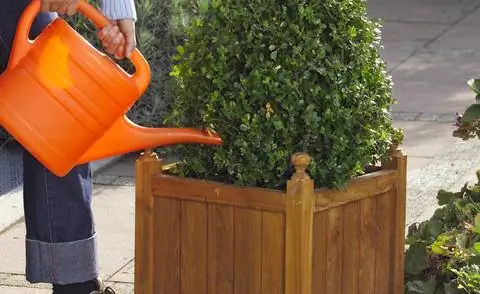 Удобрение самшита в ведре