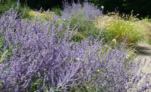 Голубая рута (Perovskia atriplicifolia)