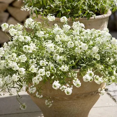 Silverwort (Lobularia maritima) ароматный камень богатый