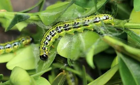 Гусеница самшитовой моли