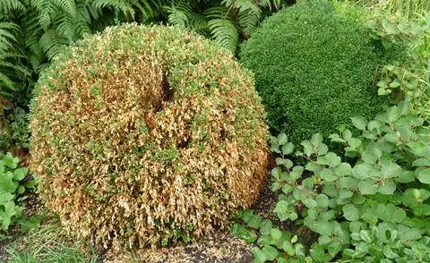 Отмирание самшита