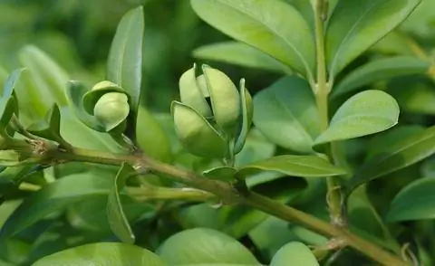 Вредная картина самшитовой листовой блошки