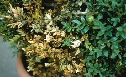 Поражение раком самшита