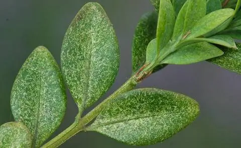 Вредная картина самшитового паутинного клеща