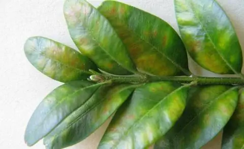 Вредоносная картина самшитовой мошки