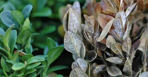 Самшит: самые распространенные болезни и вредители