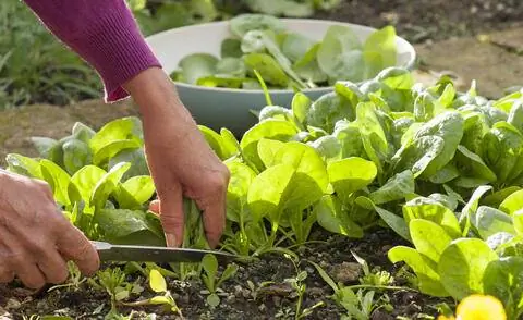 Урожай шпината