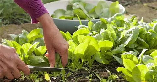 Сбор шпината: как это делается