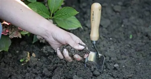 Верхний слой почвы: основа жизни в саду