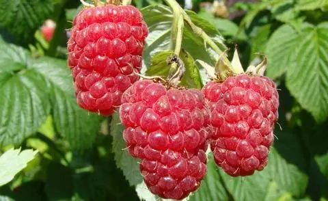 спелая малина