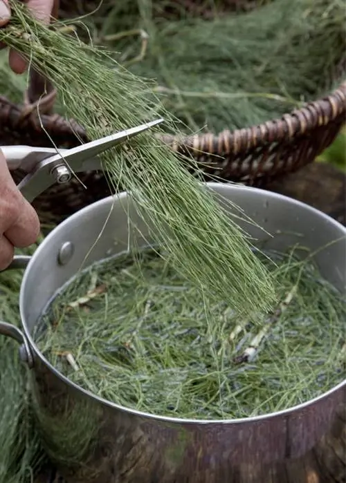 Полевой хвощ нарезать небольшими кусочками