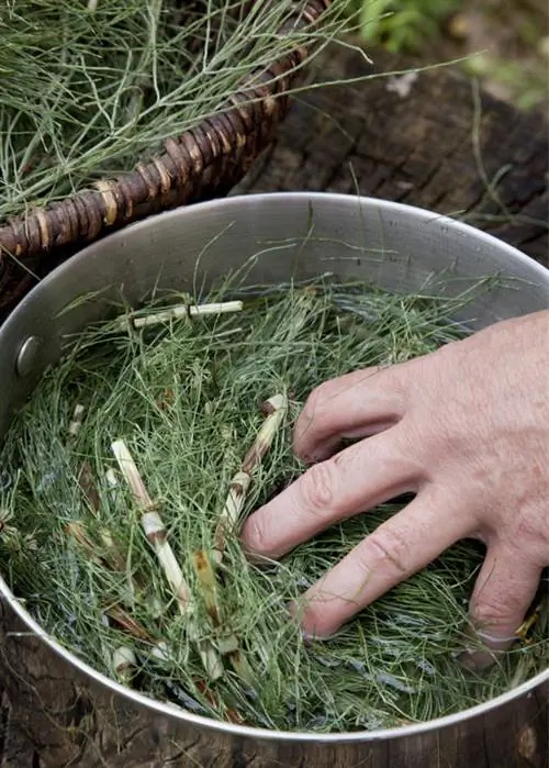 Замочить хвощ