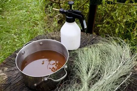 Насыпьте навоз хвоща в пульверизатор