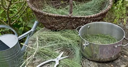 Приготовьте отвар из хвоща: вот как