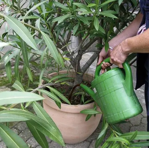 Удобряйте олеандры