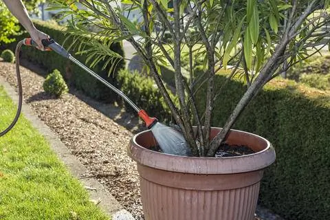 полив олеандров