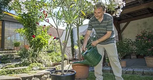 Правильное удобрение для вашего олеандра