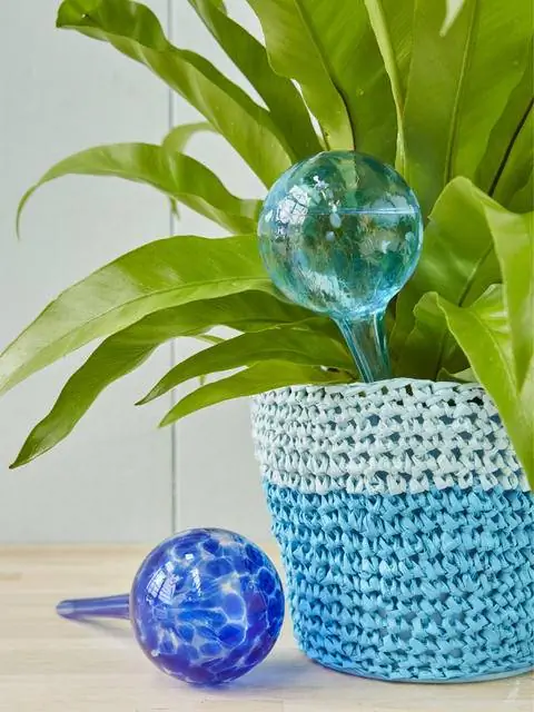 Поливочный шар в комнатном растении