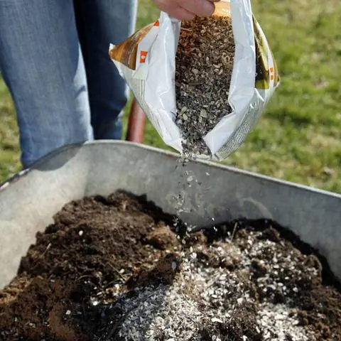 Основное удобрение бирючины роговой стружкой