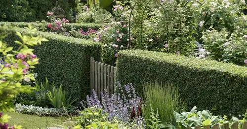 Правильное удобрение для бирючины