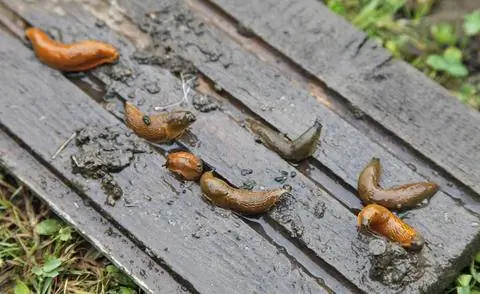 Голожаберники под деревянной доской