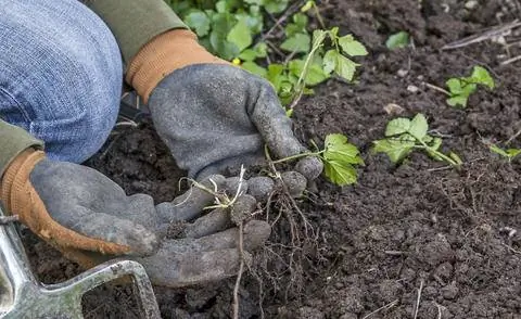 Гирш - один из самых непопулярных сорняков