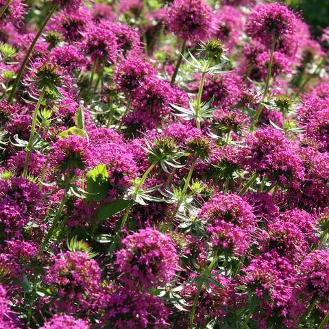 Розенвальдмейстер с длинной ручкой