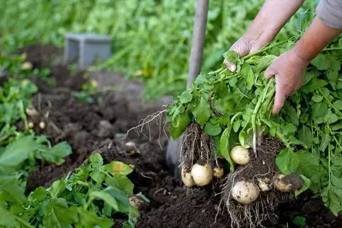 молодой картофель