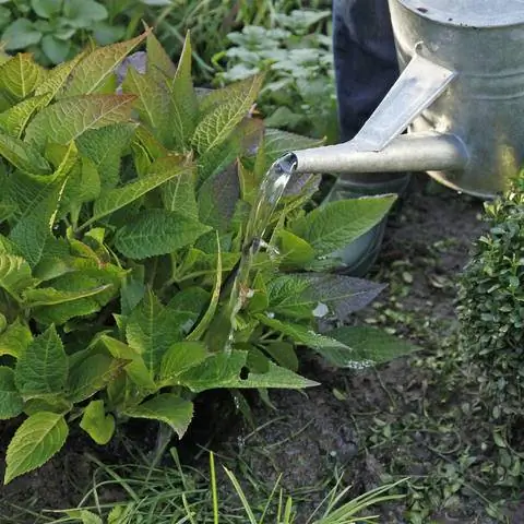 Полейте только что посаженную гортензию