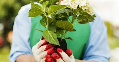 Самые важные советы по посадке гортензий