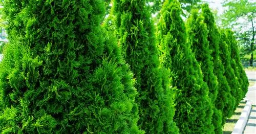 Удобряем хвойные правильно: как это работает