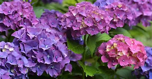 Гортензии: как найти идеальное место