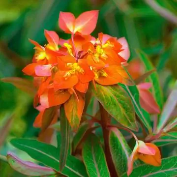 Молочай гималайский 'Fireglow'