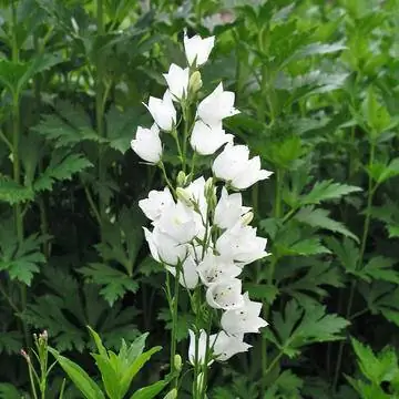 Колокольчик персиковолистный 'Alba'