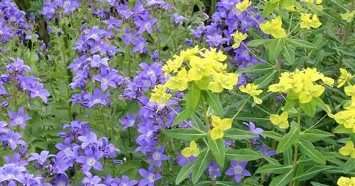 Пара мечты месяца: молочай и колокольчик