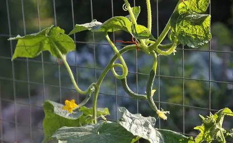 Стальная сетка из огурцов для помощи при лазании