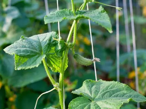 Огурцы растут на ниточках