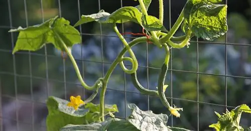 Вьющиеся приспособления для огурцов: на это стоит обратить внимание