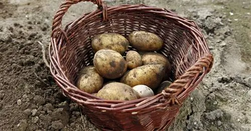 5 советов по уборке картофеля