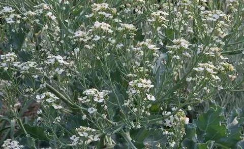 Морская капуста Crambe maritima
