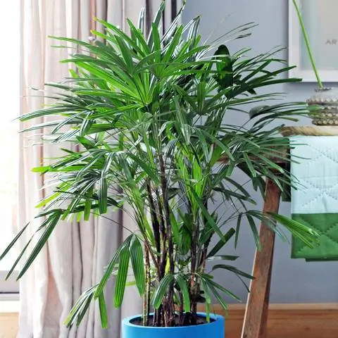 Палочная пальма (Rhapis excelsa)