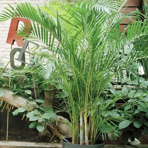 Золотая плодовая пальма (Chrysalidocarpus lutescens)