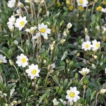 Авен садовый (Dryas x suendermannii)
