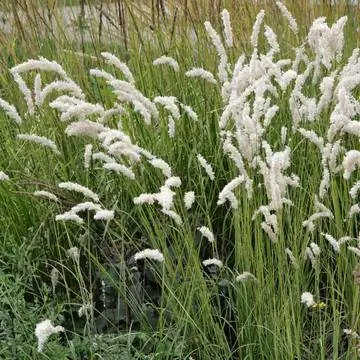 Жемчужная трава для ресниц (Melica ciliata)