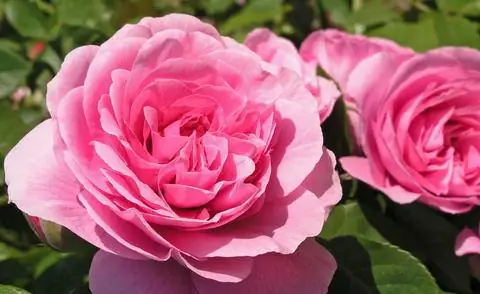 Сорт розы 'Gertrude Jekyll'