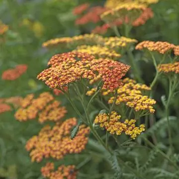 Achillea Filipendulina гибрид 'Terracotta'