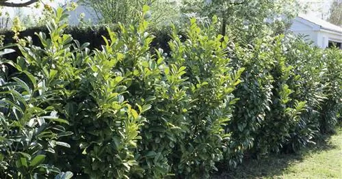 Лучшие сорта лавровишни для живой изгороди