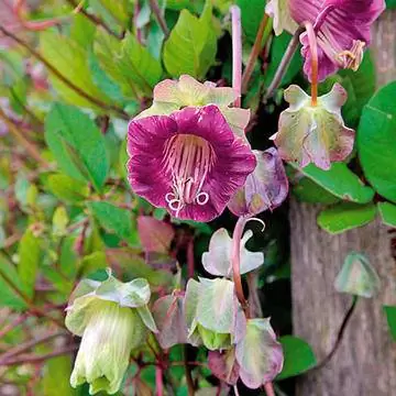 Bell Vine Cobaea scandens Bell Vine Cobaea scandens