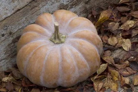 Мускад де Прованс